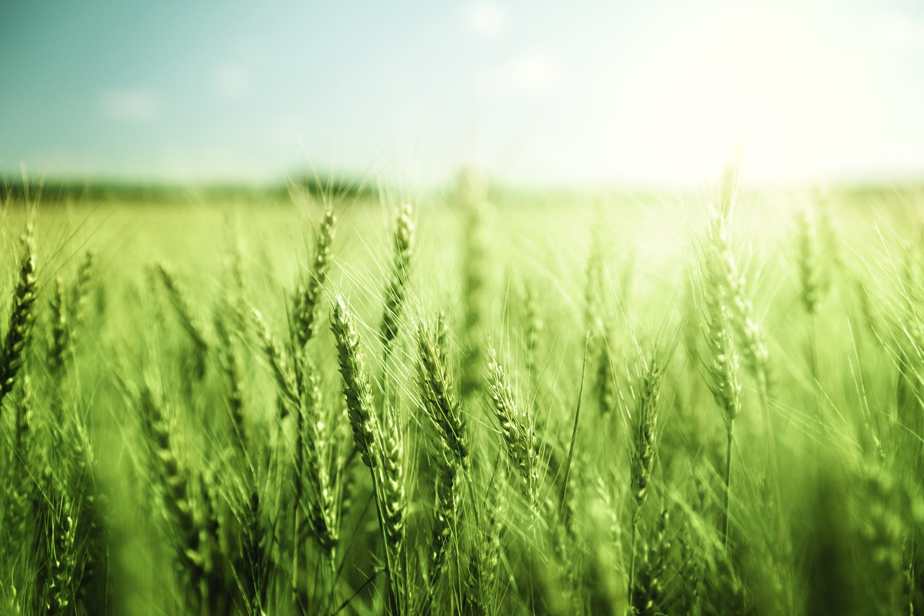 green wheat field and sunny day